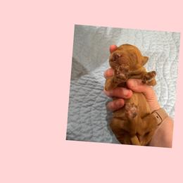 Mauve - Red female Irish Doodle puppy in Harrisburg, Arkansas from Ransone’s Ridge Runners Poodles and Doodles