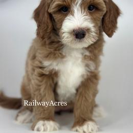 Trixie - Apricot female Goldendoodle puppy in Milford, Indiana from Railway Acres Kennel