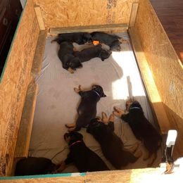 Rottweiler and Yorkshire Terrier Puppies from Superior Family Kennels