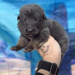 Karen - Blue female German Shepherd puppy in Magnolia, Texas from K & Q Shepherds