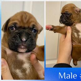 Blue - 9rh born - Fawn male Boxer puppy in Brownsville, Oregon from Vincent's Pride Boxers ~ Dudley's Dream Boxers