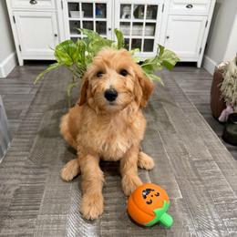 Light Pink - Apricot female Goldendoodle puppy in Bakersfield, California from Lavish Doodles