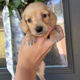 Olaf - Cream male Dachshund puppy in Nacogdoches, Texas from Heavenly Dachshunds