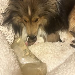Trixie - Shetland Sheepdog