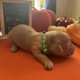Boy 4 - Cream male Dachshund puppy in Jackson, Mississippi from Doxies Galore