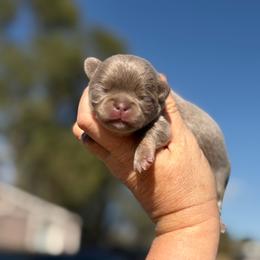 Masha - Chocolate blue female Chihuahua puppy in Newport Beach, California from Exotic City Pomeranians and chihuahuas