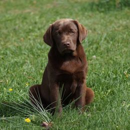 Labrador Retriever Puppies from Zumi's Labs