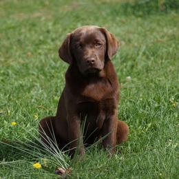 Labrador Retriever Puppies from Zumi's Labs