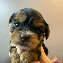 River - Black and gold female Yorkipoo puppy in Florence, Kentucky from 4paws4ever by Design (Amy's Puppy love)