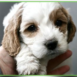 Goldendoodles from Magic Valley Family Doodles