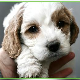 Goldendoodles from Magic Valley Family Doodles