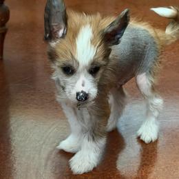 Besso - Chocolate male Chinese Crested puppy in Rockwall (Dallas Area), Texas from Ridgelake Ranch Chinese Cresteds