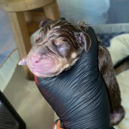 Boy 3 - Merle male Great Dane puppy in Spartanburg, South Carolina from Pawlmetto Danes