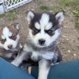Jeep - Black and white male Pomsky puppy in Greenfield, Minnesota from SRF Pomskies