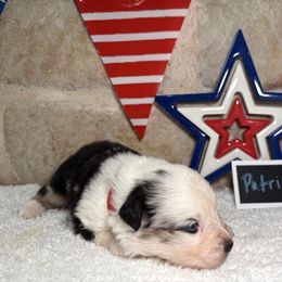 Patriot - Blue merle male Miniature Australian Shepherd puppy in Floresville, Texas from The Blessed Barnyard