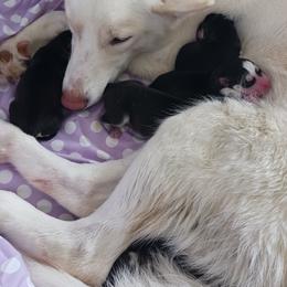 Siberian Husky Puppies from Amore Puppies