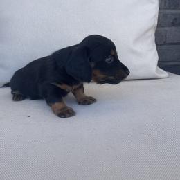 Dachshund Puppies from ozge Nill