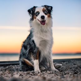 Phoenix - Miniature American Shepherd
