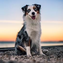 Phoenix - Miniature American Shepherd