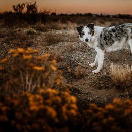 Border Collie All Grown Up from Battle Born Borders