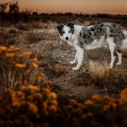 Border Collie All Grown Up from Battle Born Borders