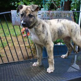 Greyhound Puppies from Stout-Hearted Hounds