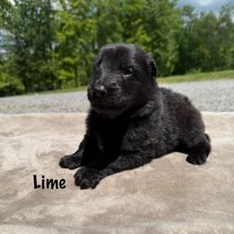 Lime - Black male German Shepherd puppy in Terra Alta, West Virginia from Shepherd Country Farm and Kennels