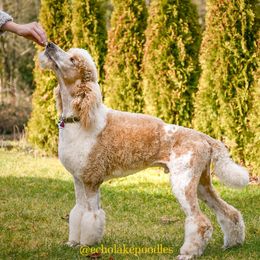 Boris - Poodle