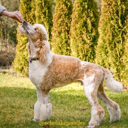 Boris - Poodle