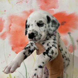 AKC Lilac Girl - White and black Dalmatian puppy in Hillsville, Virginia from Spot On Dalmatians