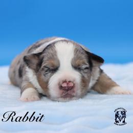 Rabbit - Blue merle male Miniature Australian Shepherd puppy in Weeki Wachee, Florida from Arlington's Mini Aussies