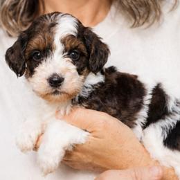 Mr.Oliver - Black tri-color male Aussiedoodle puppy in Paoli, Indiana from Brambleberry Doodles