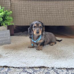 AKC Meet Baker :) - Dapple male Dachshund puppy in Centerville, Iowa from Barnyard Dachshunds, Dals & Doodles