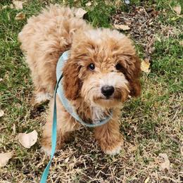 Micro-mini Leaf - Apricot male Labradoodle puppy in Los Molinos Ca, California from Sunshine Sanctuary Doodles