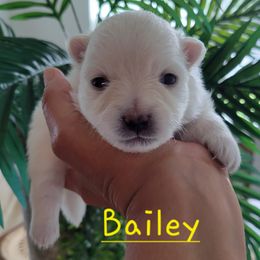 AKC - Bailey - Cream female Pomeranian puppy in Bolivia, North Carolina from Red Wagon Pomeranians