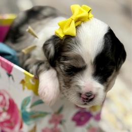 Yellow collar toy - Blue merle female Aussiedoodle puppy in 32046, Florida from River Hill Ranch