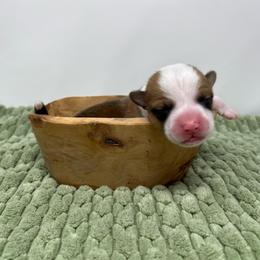 George - Red male Pembroke Welsh Corgi puppy in Waco, Texas from The Comma Corgis