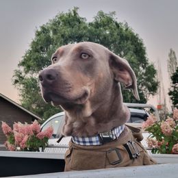 JoJo - Catahoula Leopard Dog