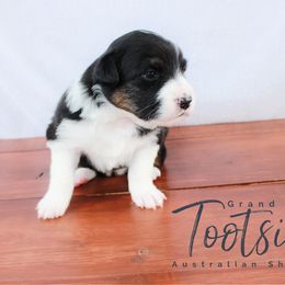 Australian Shepherd Puppies from Grand Ridge Australian Shepherds