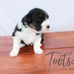 Australian Shepherd Puppies from Grand Ridge Australian Shepherds