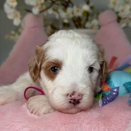 Fudge - Parti female Goldendoodle puppy in Yuciapa, California from AlltheDoodlez_