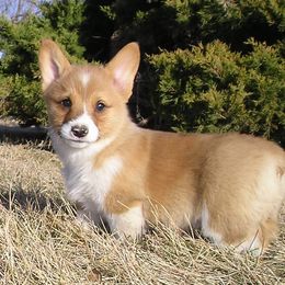 Pembroke Welsh Corgi and American Corgi Puppies from Vintage Corgis