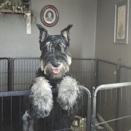 Giant Schnauzer Puppies from House of Roth Giant Schnauzers