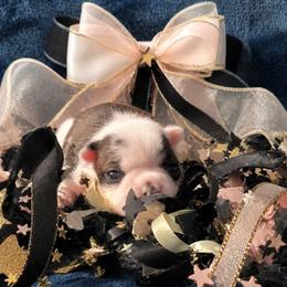 Brindle n White Splash Girl - Brindle and white female Boston Terrier puppy in San Antonio, Texas from JT Bostons