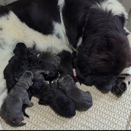 Gray male 2 - Gray male Newfoundland puppy in Burfordville, Missouri from Umfleet Farms