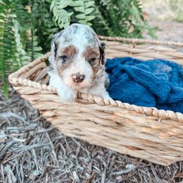 Mickey - Blue merle male Aussiedoodle puppy in Tryon, North Carolina from Melrose Mountain Farm