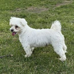 JoJo - Maltese