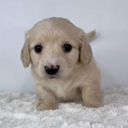 Solara - Cream female Dachshund puppy in Sacramento, California from HEFFERNAN HOUNDS