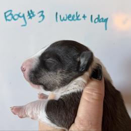 Boy 3 - Black brindle and white male Miniature Bull Terrier puppy in Los Angeles, California from Triumph Miniature Bull Terriers