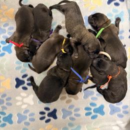 Orange Collar - Mahogany male Belgian Malinois puppy in Trenton, Georgia from Laeknir K9